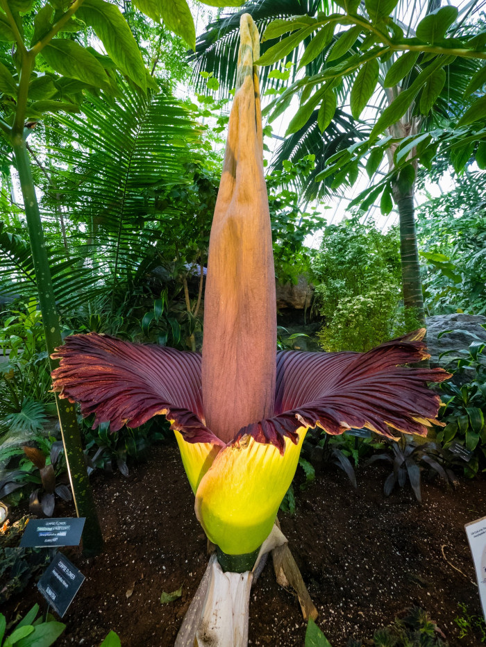 시체꽃 - Titan arum, Amorphophallus Titanum