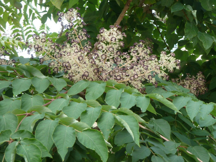 두릅나무 - Aralia elata (Miq.) Seem.