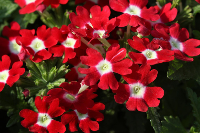 버베나 - Verbena, Garden verbena, Verbena hybrida