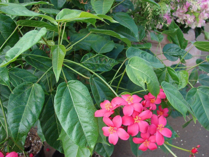 마타피아 - peregrina, Jatropha integerrima