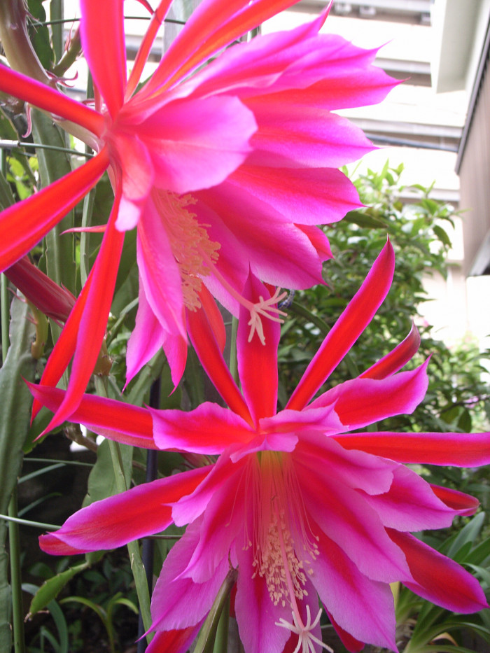 공작선인장 - Epiphyllum spp.