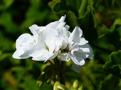 제라늄 사진 - Pelargonium inquinans Photos