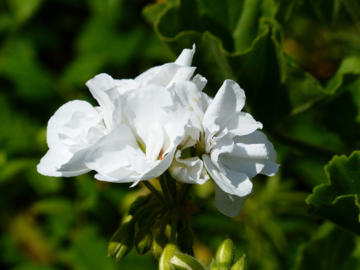 제라늄 - Geranium, Pelargonium inquinans
