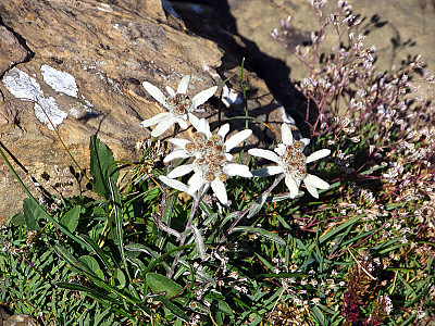 에델바이스 사진 - Leontopodium alpinum Photos