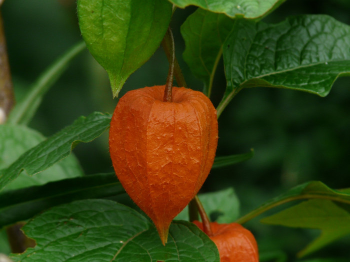 꽈리 - Lampionblume, Physalis alkekengi var. francheti (Mast.) Hort