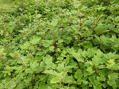 양국수나무 사진 - Physocarpus opulifolius (L.) Maxim. Photos