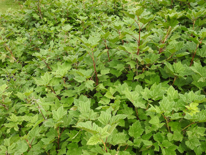 양국수나무 - Physocarpus opulifolius (L.) Maxim.