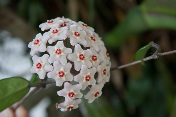 호야꽃 - Waxplant, Hoya, Hoya carnosa
