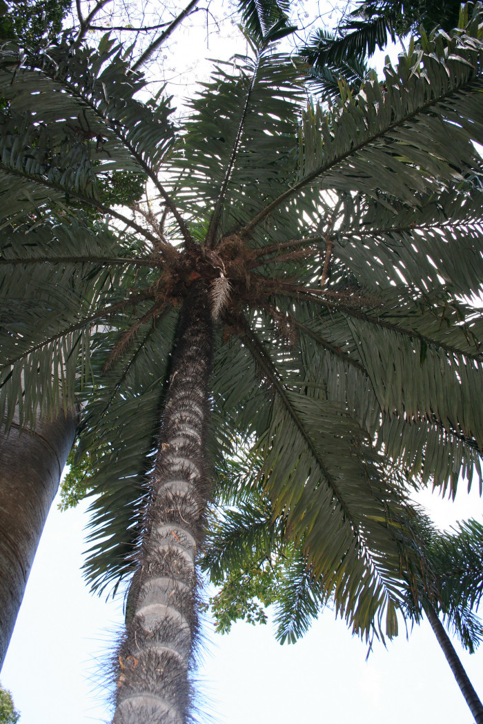 모코라 야자 - Mocora Palm, Astrocaryum standleyanum
