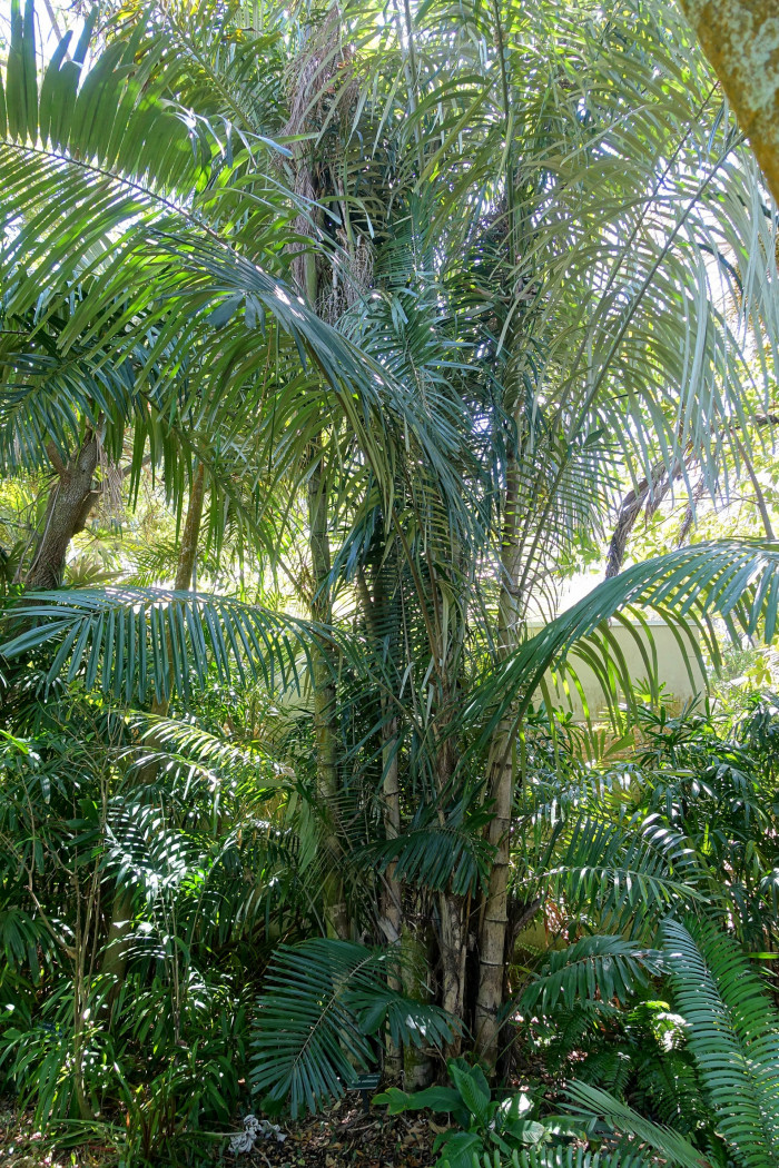 오스트렐리아 설탕야자  - Australian Sugar Palm, Arenga australasica