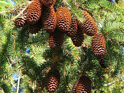 독일가문비 사진 - Picea abies (L.) H.Karst. Photos