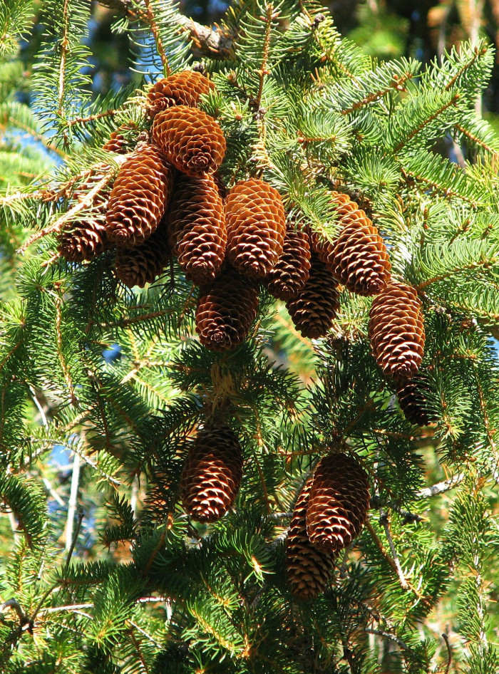 독일가문비 - Picea abies (L.) H.Karst.