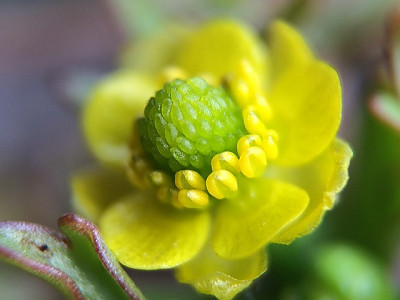 왜젓가락풀 사진 - Ranunculus silerifolius H. Lév. Photos