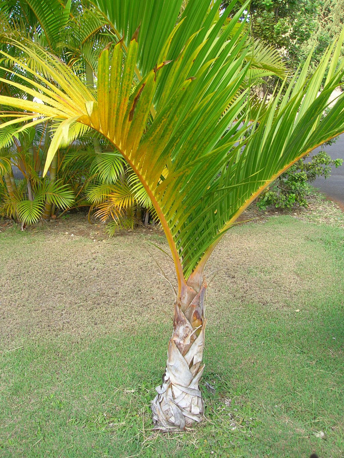 스핀들야자 - Spindle Palm, Hyophorbe verschaffeltii