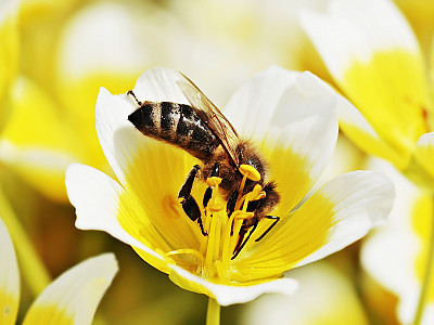 림난테스 사진 - Limnanthes douglasii Photos