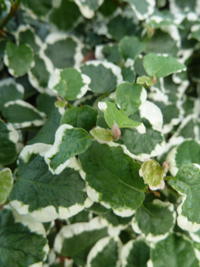 푸밀라고무나무 - creeping fig, climbing fig, Ficus pumila