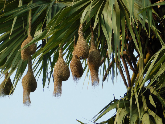 팔미라야자 - Wine palm, Palmyra fruit, Toddy Palm, Sugar Palm, Borassus flabellifer