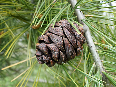 백송 사진 - Pinus bungeana Zucc. ex Endl. Photos