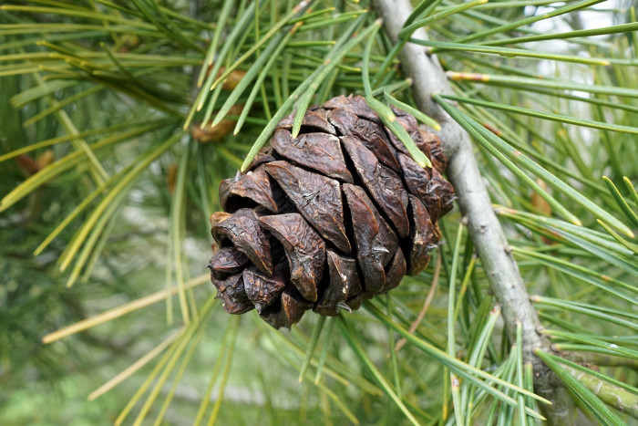 백송 - ㅌ, Pinus bungeana Zucc. ex Endl.