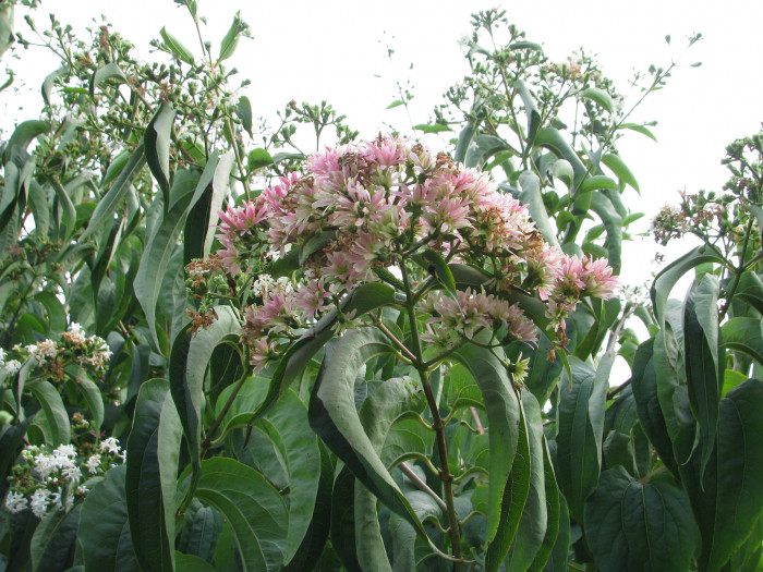 칠자화 - Seven Son Flower, Heptacodium miconioides