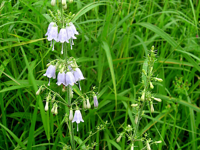 잔대 사진 - Adenophra triphylla var. tetraphylla Photos
