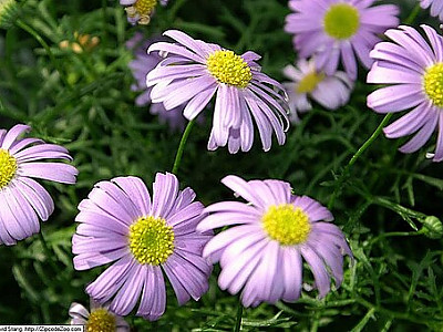 브라기컴 사진 - Brachyscome iberidifolia Photos