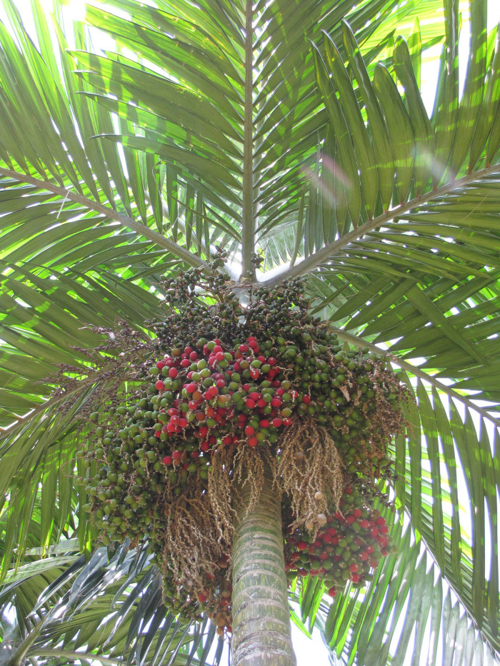 붉은잎 야자 - Red leaf Palm, Red feather Palm, Flame thrower Palm, Chambeyronia macrocarpa