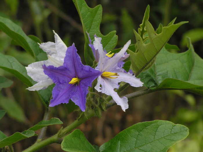큰감자나무 - Giant Potato Tree, Solanum wrightii, Solanum macranthum