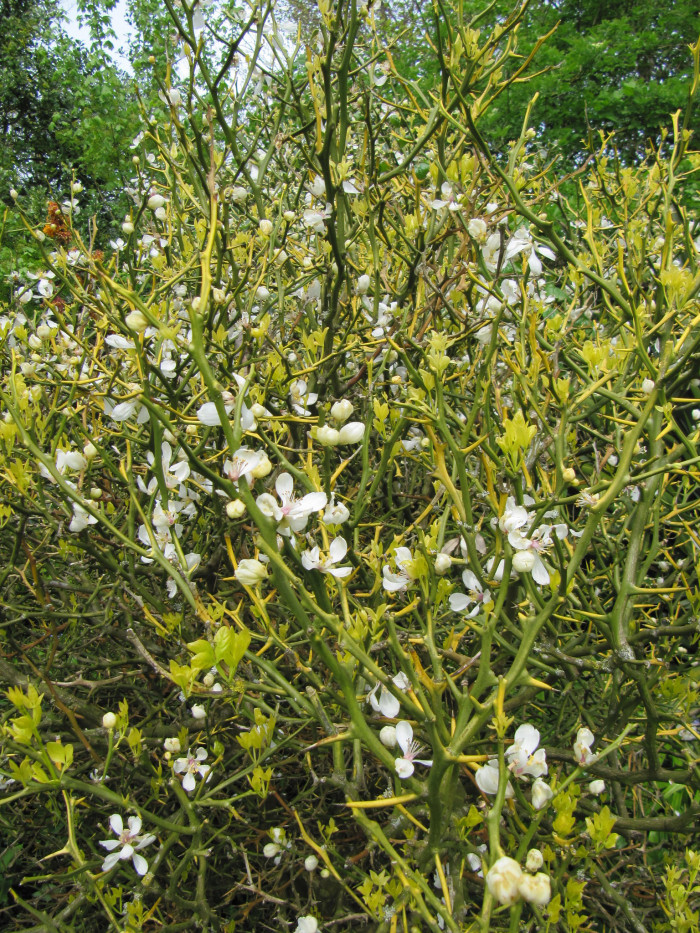 탱자나무 - trifoliate orange, Poncirus trifoliata, Cirus trifoliata Raf.
