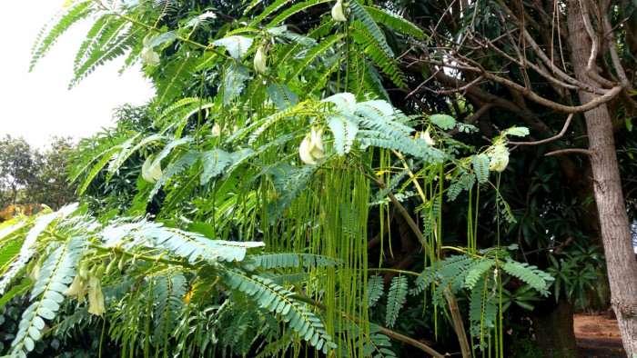 벌새나무 - vegetable hummingbird, agati, hummingbird tree, Sesbania grandiflora