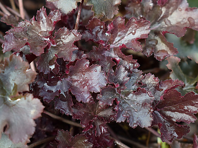 휴케라 사진 - Heuchera L. Photos