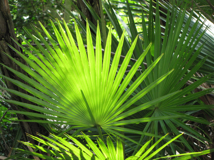 파우로티스 야자 - Paurotis palm, Everglades palm, Madeira palm, Acoelorrhaphe wrightii (Griseb. & H.Wendl.) H.Wendl. ex Becc.