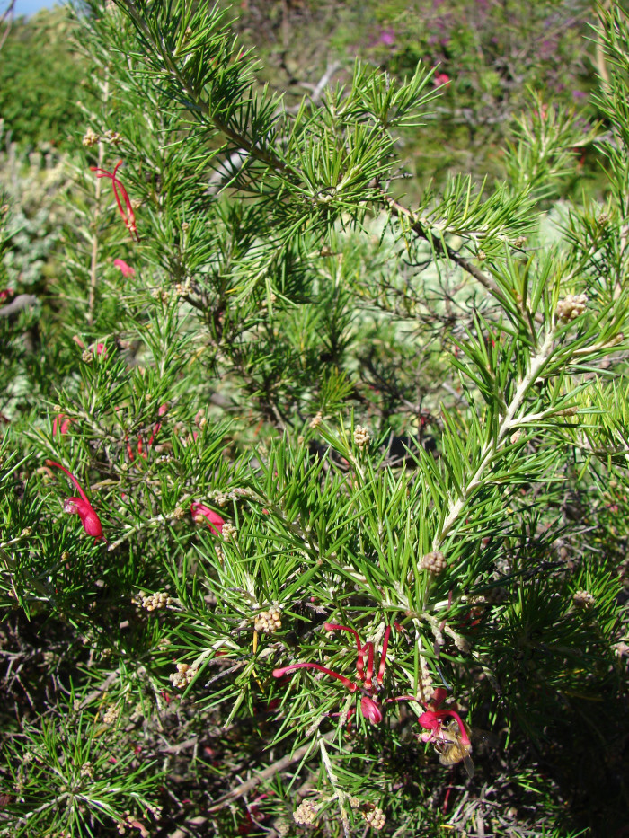 핑크단사 - Grevillea, Grevillea rosmarinifolia
