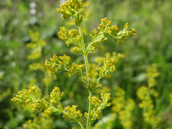 솔나물 - Galium verum var. asiaticum Nakai