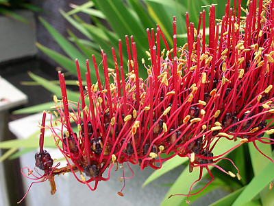 나이츠릴리 사진 - Xeronema callistemon Photos