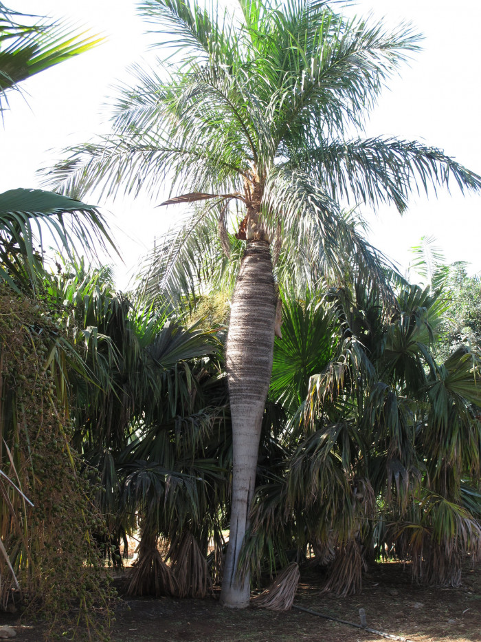 쿠바벨리 야자 - Cuban Belly Palm, Corojo palm, Gastrococos crispa, Acrocomia crispa