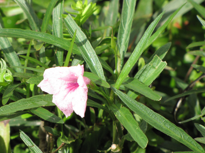 루엘리아 - Mexican petunia, Ruellia brittoniana