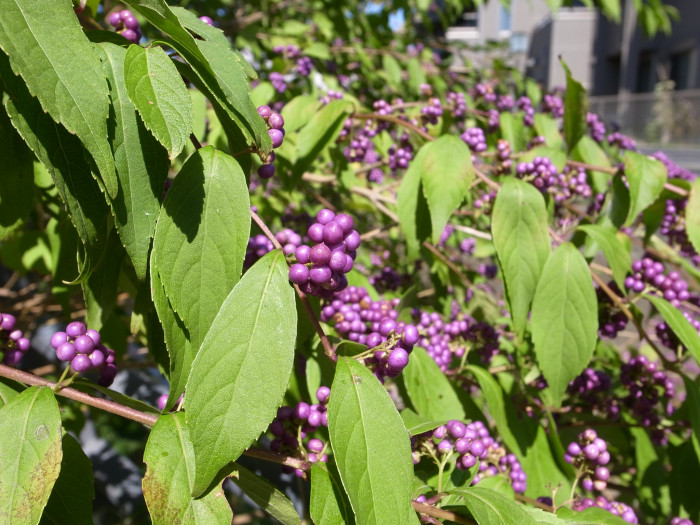 좀작살나무 - Callicarpa dichotoma (Lour.) K.Koch
