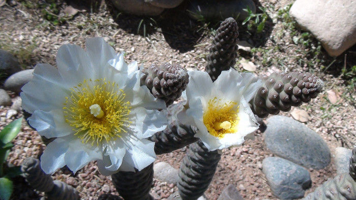 송립선 - Tephrocactus articulatus