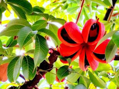 자바올리브 사진 - Sterculia foetida Photos