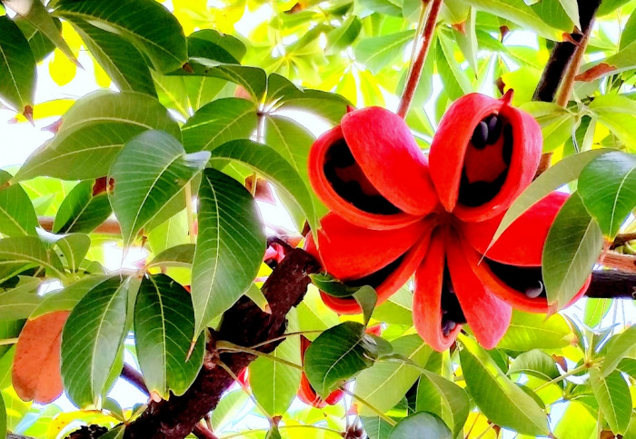 자바올리브 - Stinky sterculia, hazel sterculia, bastard poon tree, java olive tree, Sterculia foetida
