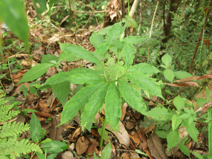 두루미천남성 - Arisaema heterophyllum Blume