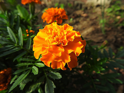 만수국 사진 - Tagetes patula L. Photos
