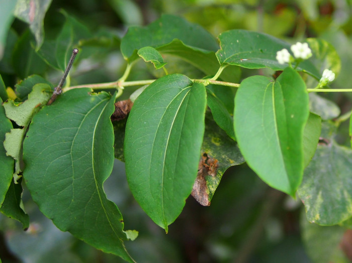 칠자화 - Seven Son Flower, Heptacodium miconioides
