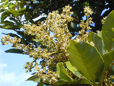 폴라산 사진 - Nephelium mutabile Blume Photos