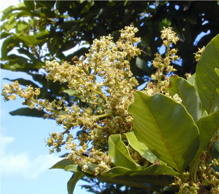 폴라산 - Pulasan, Nephelium mutabile Blume