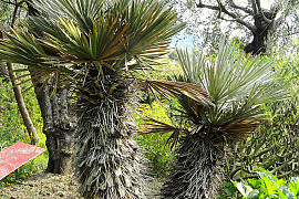 카란데이 야자 - Trithrinax campestris