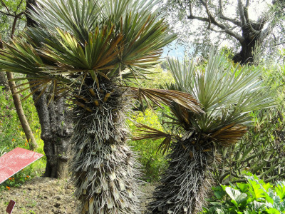 카란데이 야자 사진 - Trithrinax campestris Photos