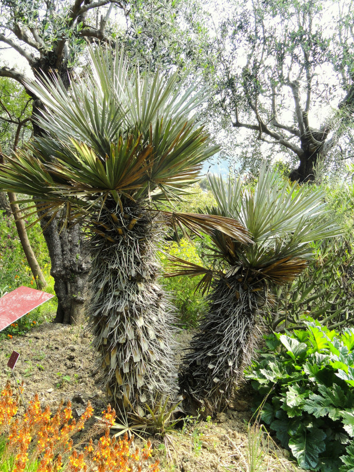 카란데이 야자 - caranday palm, Blue Needle Palm, Trithrinax campestris