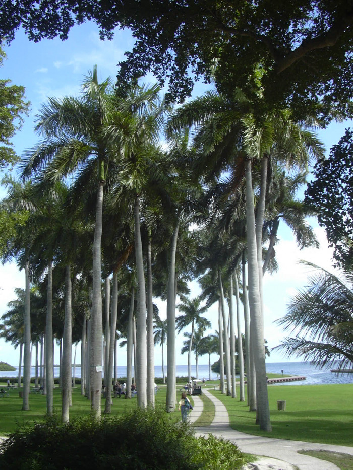 대왕야자 - Cuban royal palm, Florida royal palm, Roystonea regia